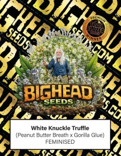 Graines White Knuckle Truffle (Big Head Seeds) 🔥 Effets puissants