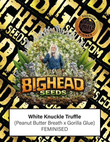 Graines White Knuckle Truffle (Big Head Seeds) 🔥 Effets puissants