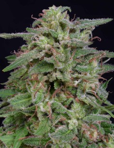 Graines White Widow (Big Head Seeds) 🧠 Effet Cérébral Intense