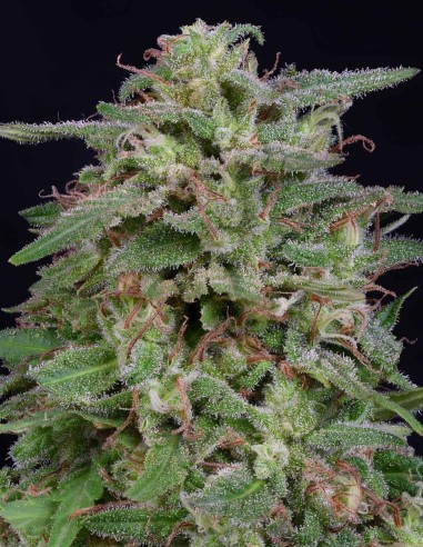 Graines White Widow (Big Head Seeds) 🧠 Effet Cérébral Intense