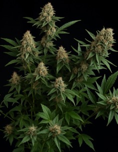Graines White Widow Auto (Big Head Seeds) 🍋 Saveur Agrumes