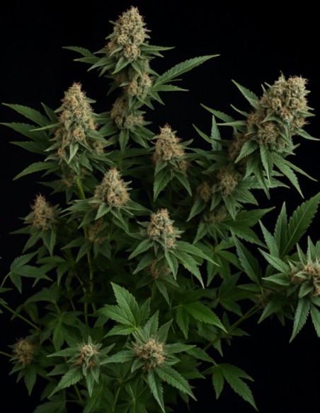 Semillas White Widow Auto (Big Head Seeds) 🍋 Sabor Cítrico