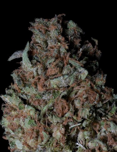 Acheter Zkittelz de Big head seeds - Oaseeds