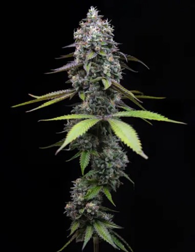 Semi Zoap (Big Head Seeds) 💥 Alto contenuto di THC