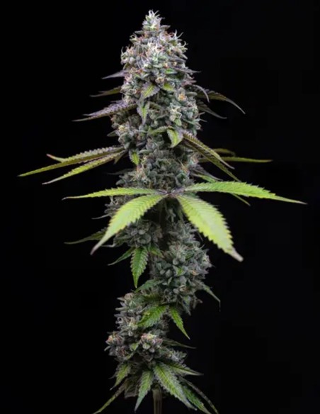 Semi Zoap (Big Head Seeds) 💥 Alto contenuto di THC