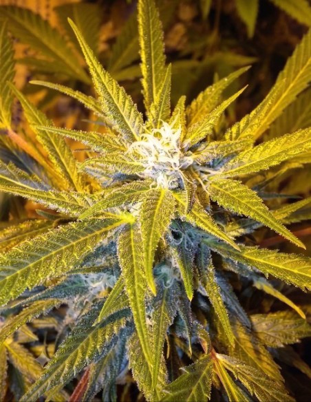 Jet 47 Auto Regular Seeds (Flash Seeds) 🌿 Easy Grow