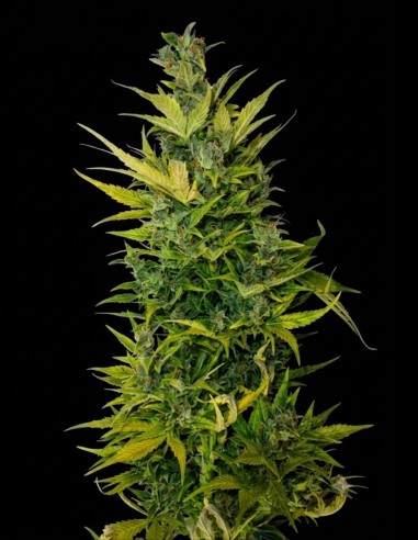 Lemon Haze Auto Seeds (Flash Seeds) 🍋 Fast and Citrus