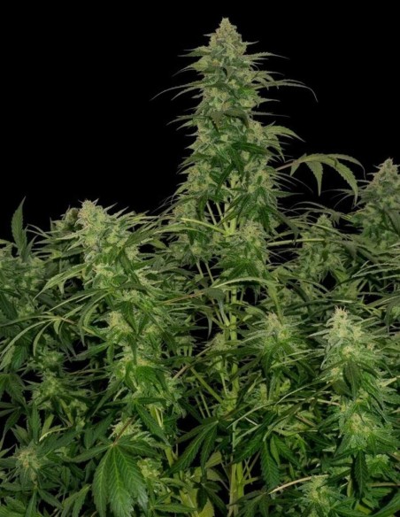 Semi Russian Fuel Auto Regular (Flash Seeds) 🔥 Gusto intenso