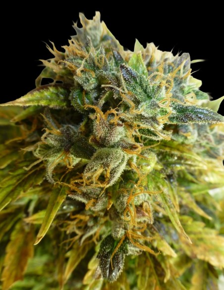 Strawberry Jam Auto Regular Seeds (Flash Seeds) 🍓 Fast Fruity