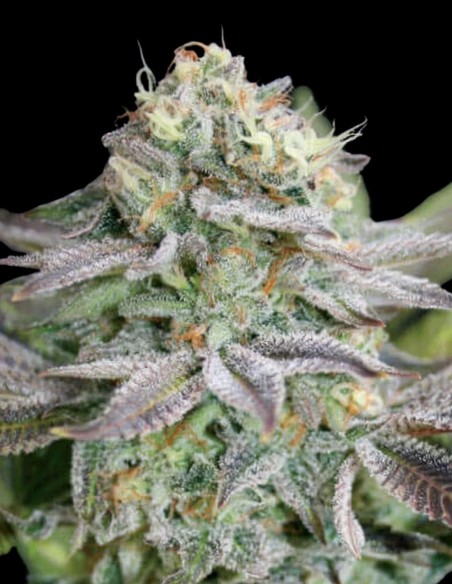 Graines Blue Dream Auto (Garden Of Green) 🍋 Euphorie aux Agrumes