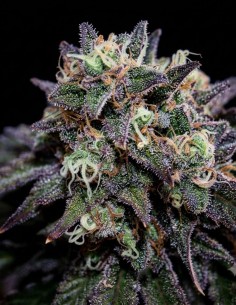 Graines Blueberry Cookies Auto (Garden Of Green) 🍒 Délicieuse
