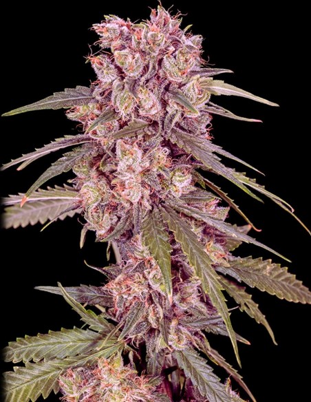 Graines Alaskan Thunderfuck (GeneSeeds Bank) 🍋 Agrumes