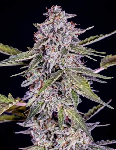 Graines Cherry Pie Auto (GeneSeeds Bank) 🍒 Rapide et Sucrée