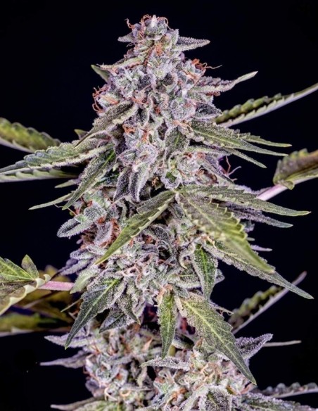 Graines Cherry Pie Auto (GeneSeeds Bank) 🍒 Rapide et Sucrée