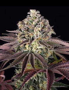 GrandDaddy Purple