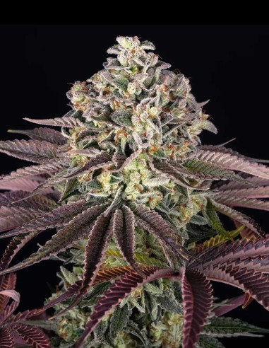 GrandDaddy Purple