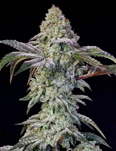 Semillas Grandpa's Cookies #6 S1 (Ethos Genetics) 🍋 Potencia Cítrica