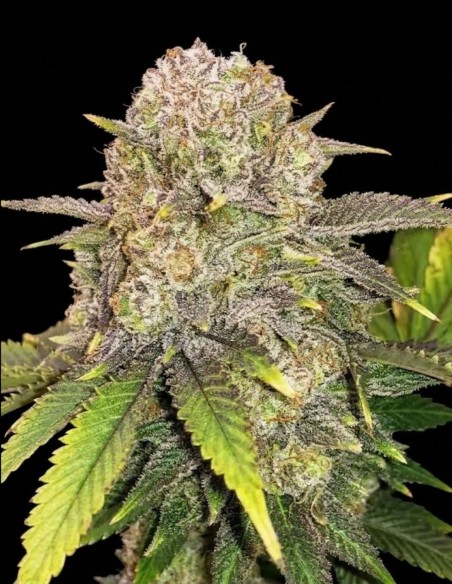 Master Kush RBX Seeds (Ethos Genetics) 💥 El poder de Kush