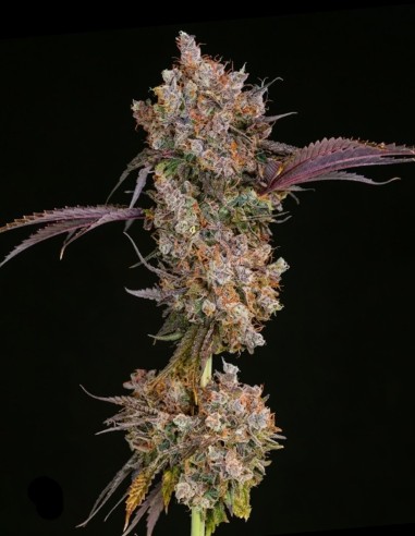 Semillas XXX (Ethos Genetics) 🍒 Sabor intenso, floración rápida
