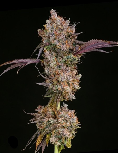 Semillas XXX (Ethos Genetics) 🍒 Sabor intenso, floración rápida