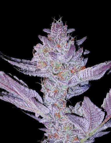 Graines Régulières GMO Zkittlez F1 (Ethos Genetics) 💥 Effets Intenses