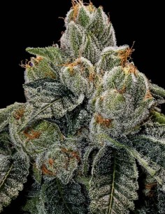 Graines Régulières OGDLUX BX3 (Ethos Genetics) 💥 Puissance