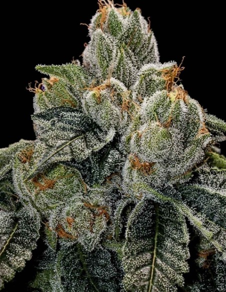 Graines Régulières OGDLUX BX3 (Ethos Genetics) 💥 Puissance