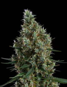 Zweet Inzanity RBX Samen (Ethos Genetics) 🌿 Riesiger Ertrag
