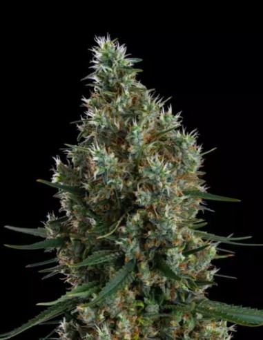 Graines Zweet Inzanity RBX (Ethos Genetics) 🌿 Rendement Massif