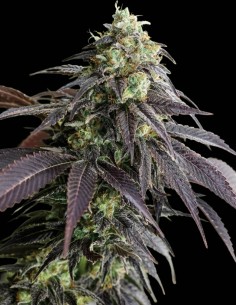 Semillas 707 Headband (Humboldt Seed Organization) 🌿 Grandes cosechas