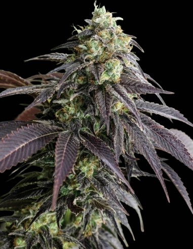 Semillas 707 Headband (Humboldt Seed Organization) 🌿 Grandes cosechas