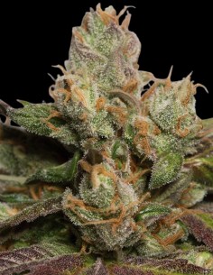 707 Truthband Seeds (Humboldt Seed Organization) 🌿 Intensiver Geschmack