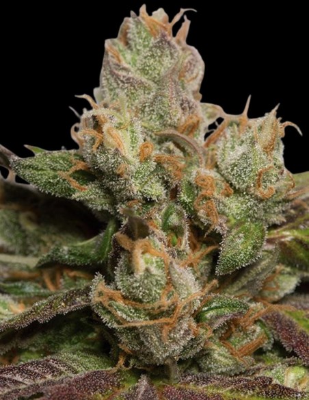 707 Truthband Seeds (Humboldt Seed Organization) 🌿 Intensiver Geschmack