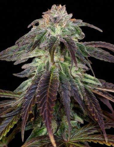 Semi OG Kush Regular (Humboldt Seed Organization) 🌿 Alta Resa