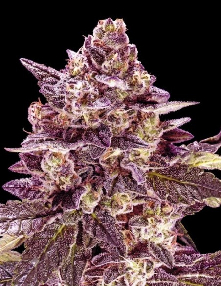 Semi Mystical Punch Auto (Nemeseeds) 🍒 Dolce aroma di frutti di bosco