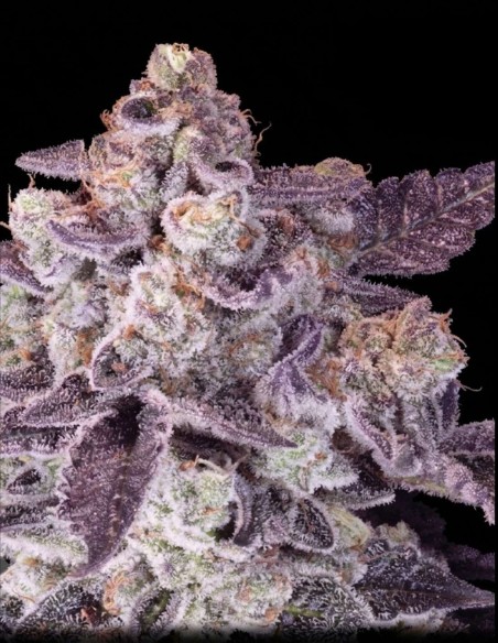 Graines Chocolatto Auto (NemeSeeds) 🍫 Douce Puissance