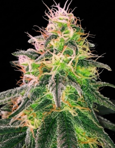 Auto Black Jack (Nirvana Seeds) Autoflowering Seeds