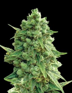 Graines Hawaii Maui Waui Auto (Nirvana Seeds) 🌴 Tropicales