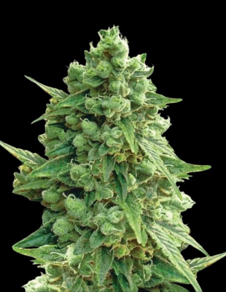 Graines Hawaii Maui Waui Auto (Nirvana Seeds) 🌴 Tropicales
