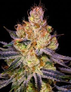 Semi Orange Bud (Nirvana Seeds) 🍊 Dolce sapore agrumato