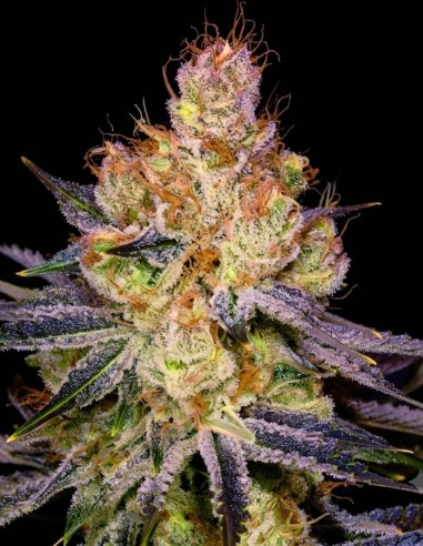 Semi Orange Bud (Nirvana Seeds) 🍊 Dolce sapore agrumato