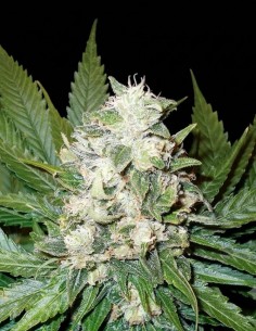 Graines Wonder Woman Auto (Nirvana Seeds) ⭐ Relaxante