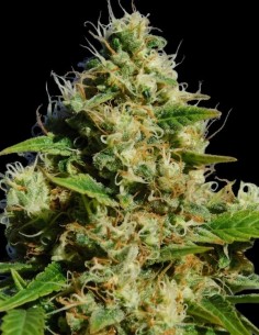 Semillas Banana Sherbet (Original Sensible Seeds) 🍌 28% THC