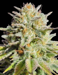 Semillas Gorilla Glue #4 (Original Sensible Seeds) 🦍 Grandes cosechas