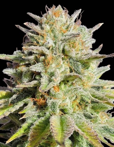 Semillas Gorilla Glue #4 (Original Sensible Seeds) 🦍 Grandes cosechas