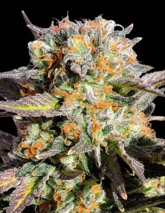 Semillas Grandaddy Black (Original Sensible Seeds) 🍇 Sabor a Uva