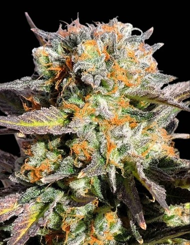 Semillas Grandaddy Black (Original Sensible Seeds) 🍇 Sabor a Uva