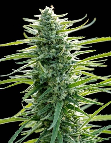 Pure Africa Seeds (Original Sensible Seeds) 🌿 Potencia Sativa