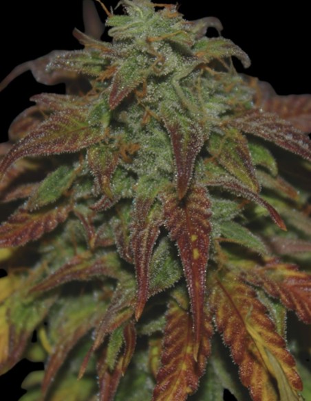 Semillas Gelato Auto (Original Sensible Seeds) 🍧 Relájate y Crea