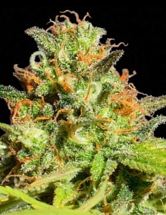 Semillas Zkittlez Auto (Original Sensible Seeds) 🍬 Dulces y rápidas